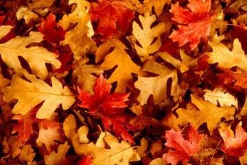 fall leaves