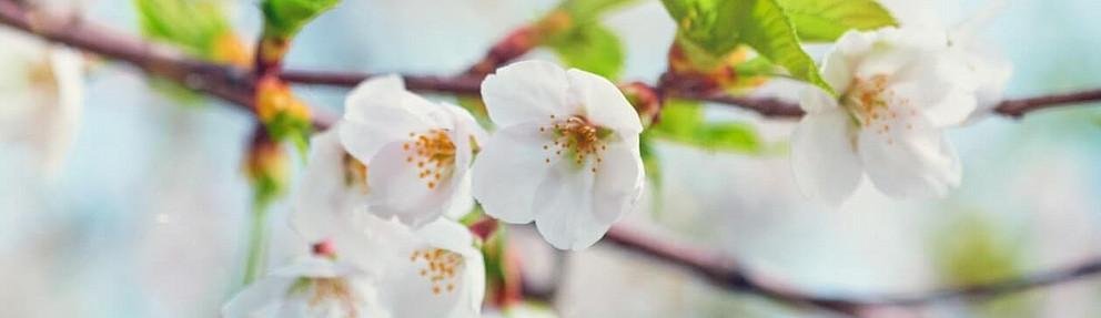 Blooming sakura cherry blossom