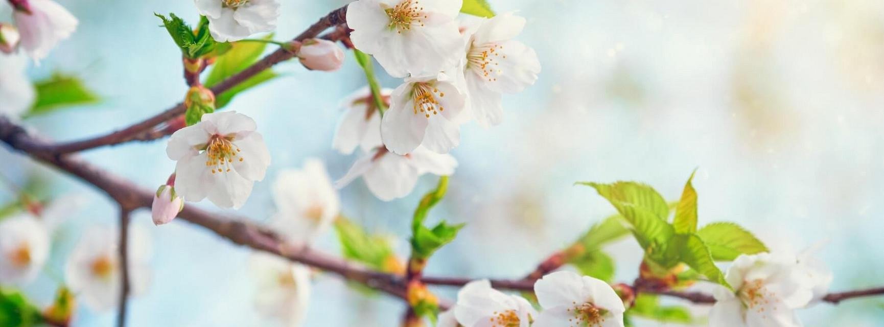 Decorative banner image