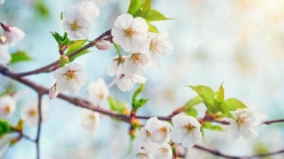 Decorative banner image
