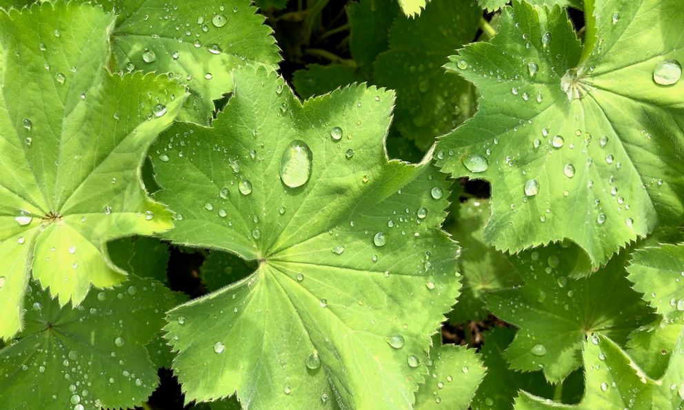 Grüne Blätter mit perlenden Wassertropfen