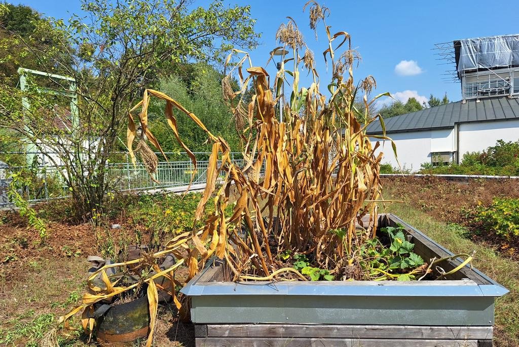 Pflanzenbeet Milpa-Kultur