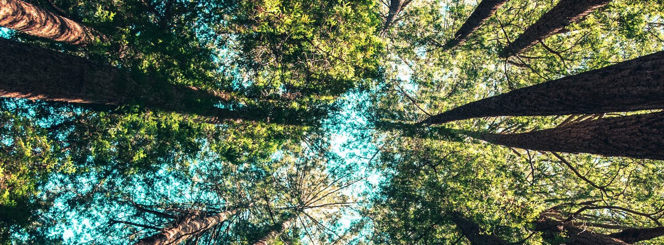 Wald 