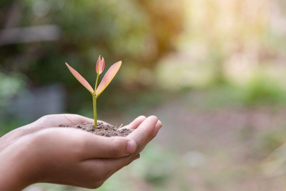 environment Earth Day In the hands of trees growing seedlings. B Wachsende Pflanze wird in Händen gehalten.