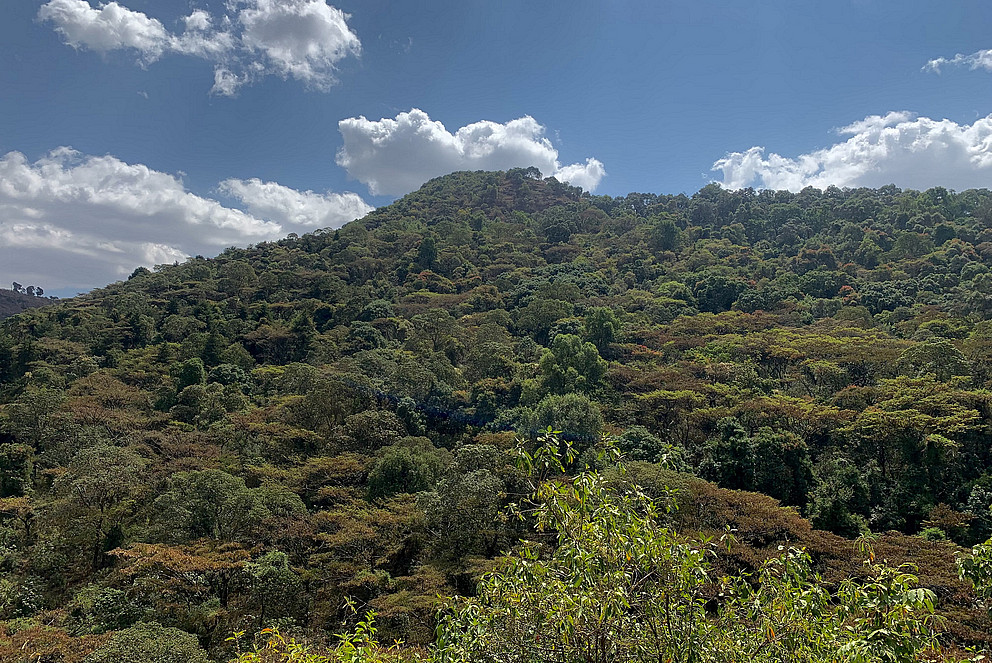 Der Kirchenwald Tara Gedam in Äthiopien, Untersuchungsgebiet des Projekts BioCult im März 23.