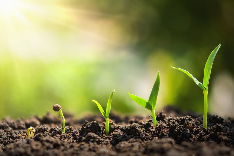 Ein Pflnzchen wchst. 