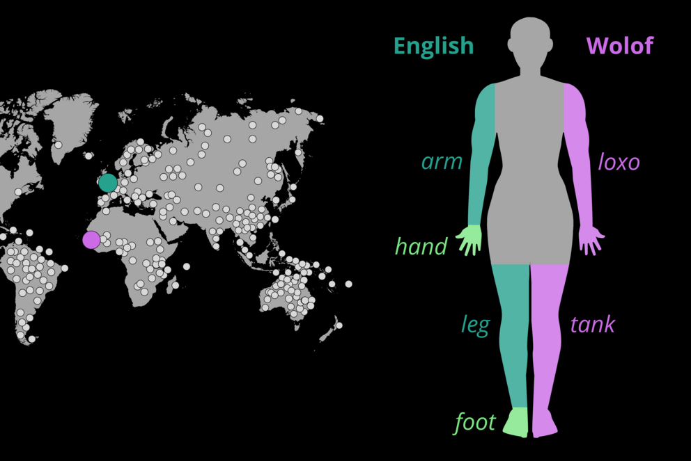 Beispiel einer Sprachprobe der Studie und der Wörter für Arm/Hand und Bein/Fuß in Englisch und Wolof. Illustration: Dr. Annika Tjuka/MPI-EVA