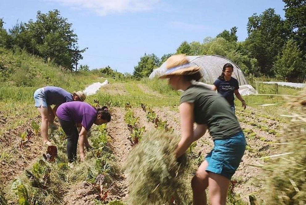 Symbolbild ökologische Landwirtschaft zum Projekt Solawi