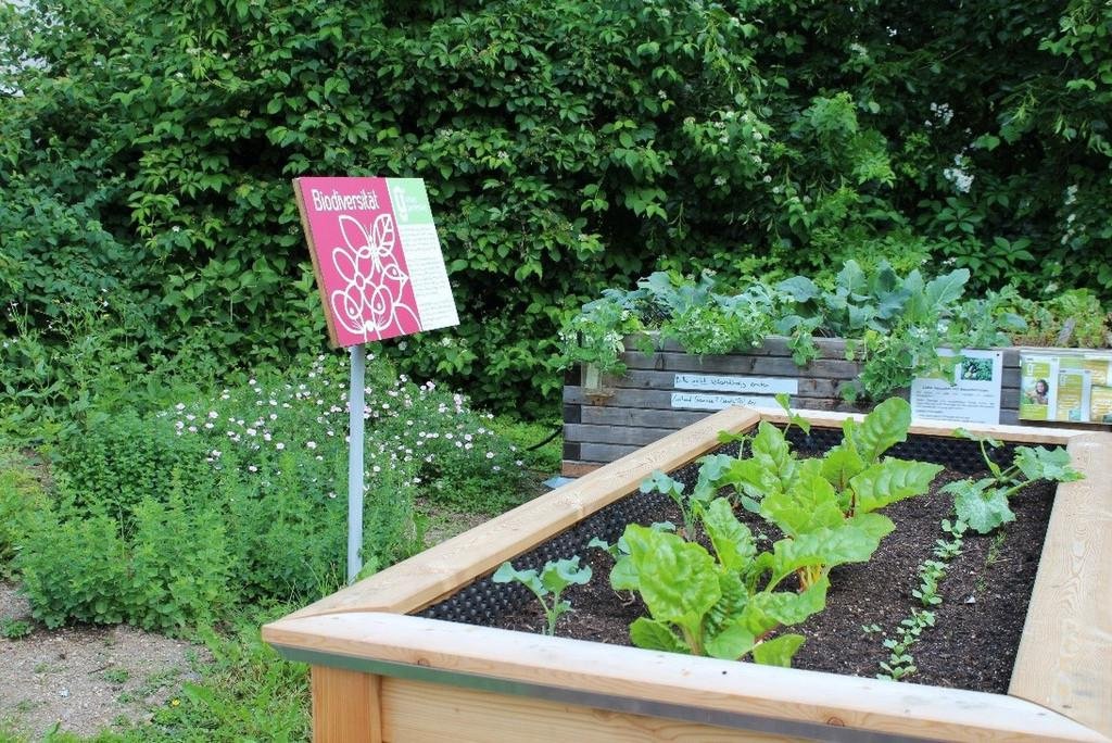Hochbeet mit kleinen Gemüsepflanzen und Schild Biodiversität