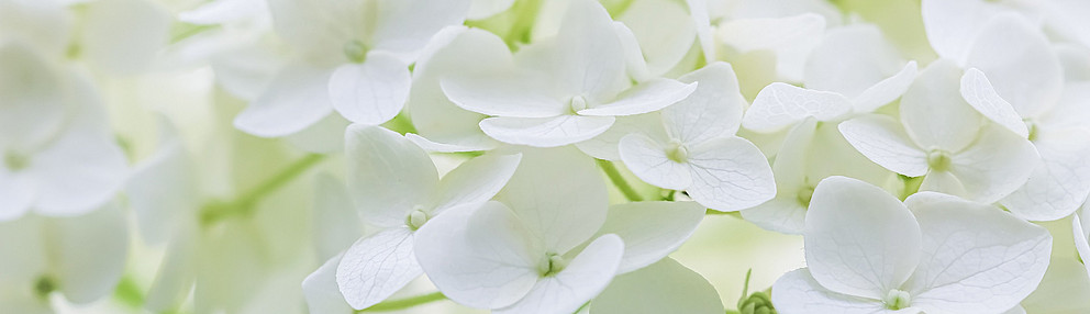 Bild mit weißen Blumen