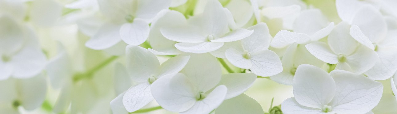 [Translate to Englisch:] Bild mit wei&szlig;en Blumen