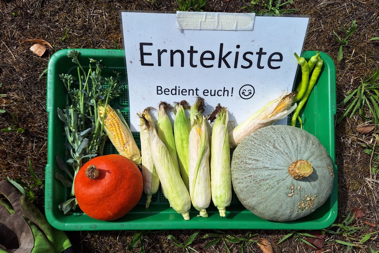 Erntekiste gef&uuml;llt mit Gem&uuml;se 