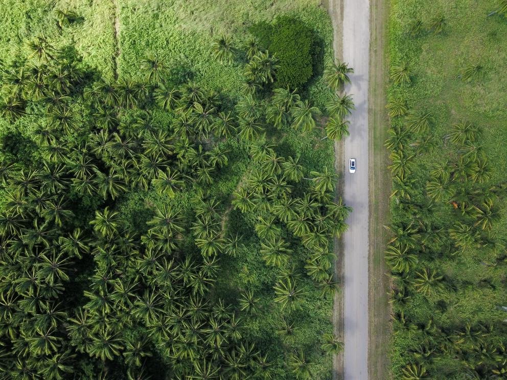 Ein Wald in den Tropen