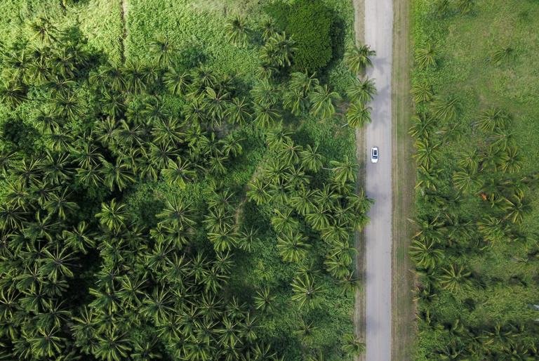 Ein Wald in den Tropen