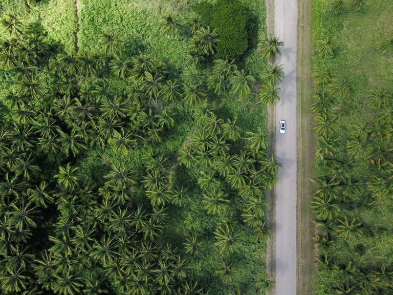 Ein Wald in den Tropen