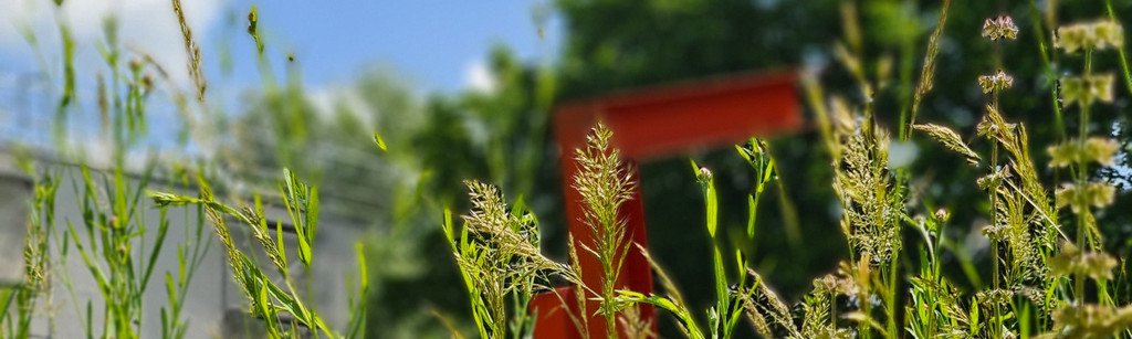 Bl&uuml;hwiese zwischen ZMK und IM