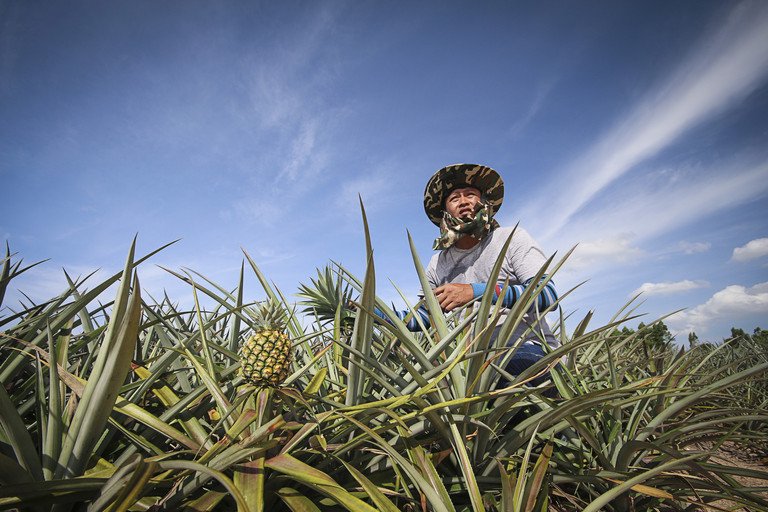 Ananas-Anbau