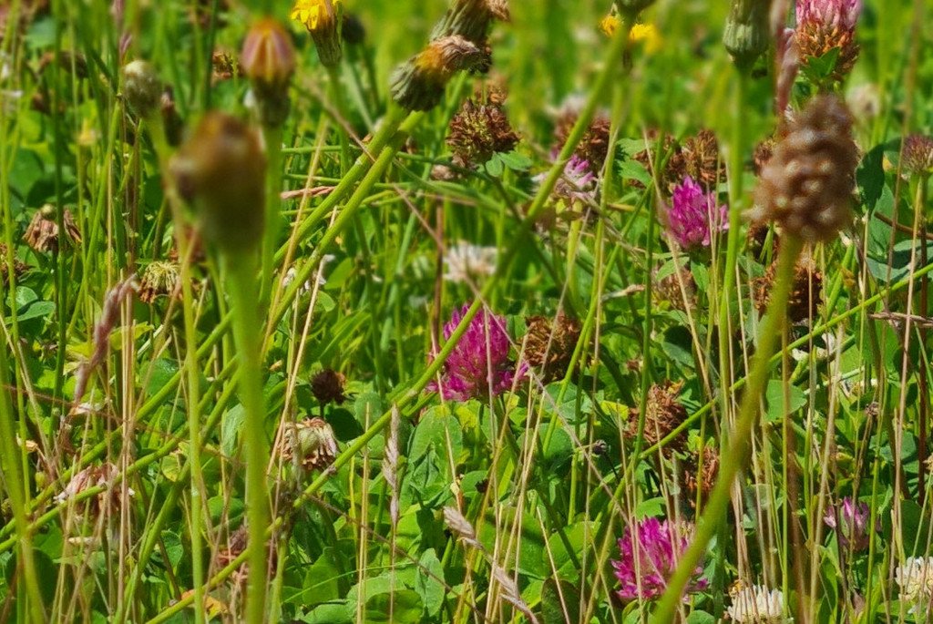 Klee vor der Kunsterziehung