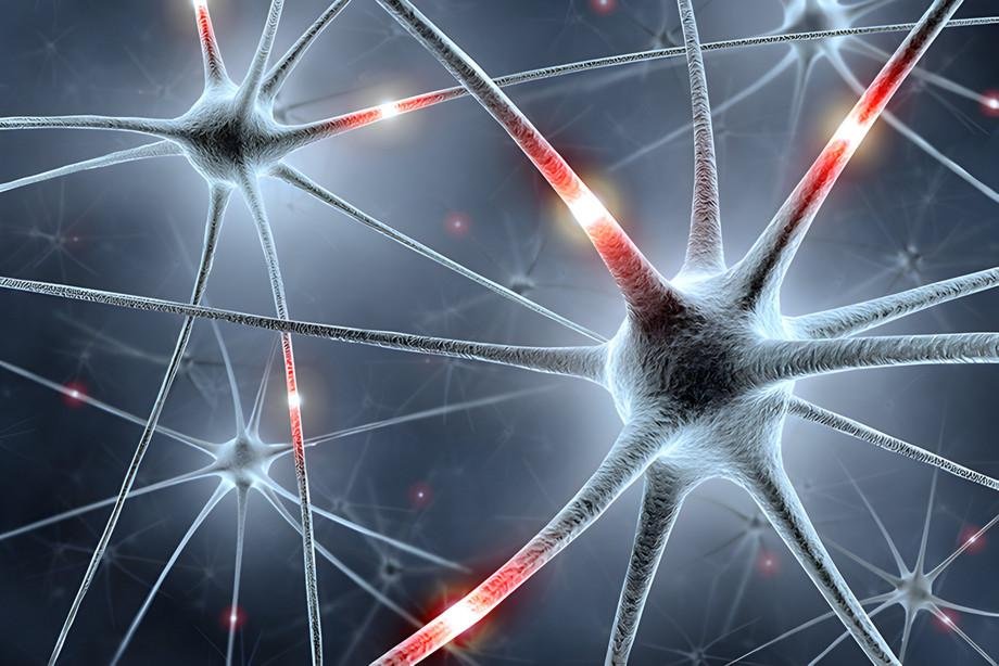 ForInter: Bavarian research network 'Interaction of Brain Cells'