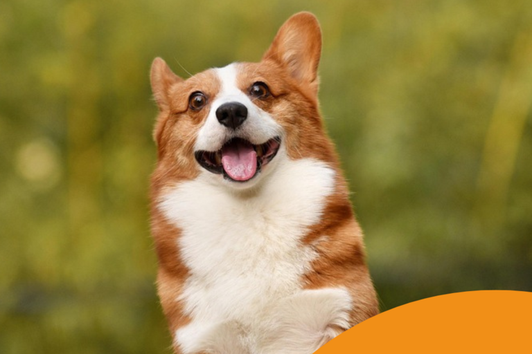 Hund 5-Euro-Business