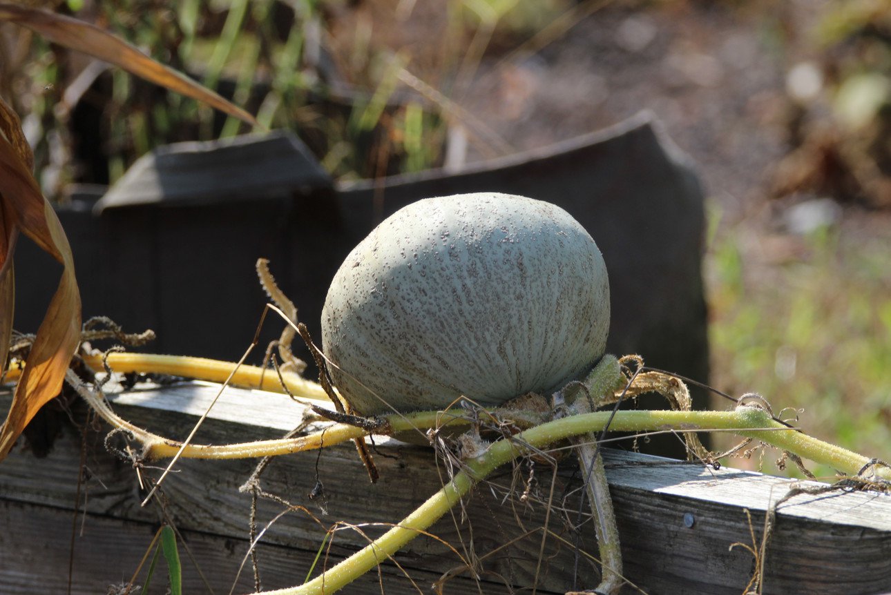 K&uuml;rbis liegt auf Holzbalken 