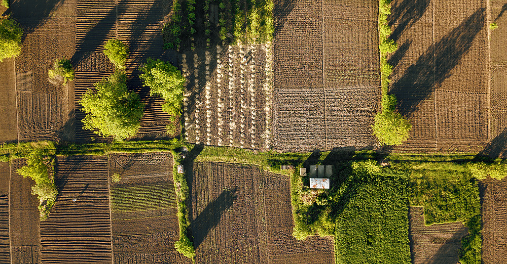 Aerial view corn field