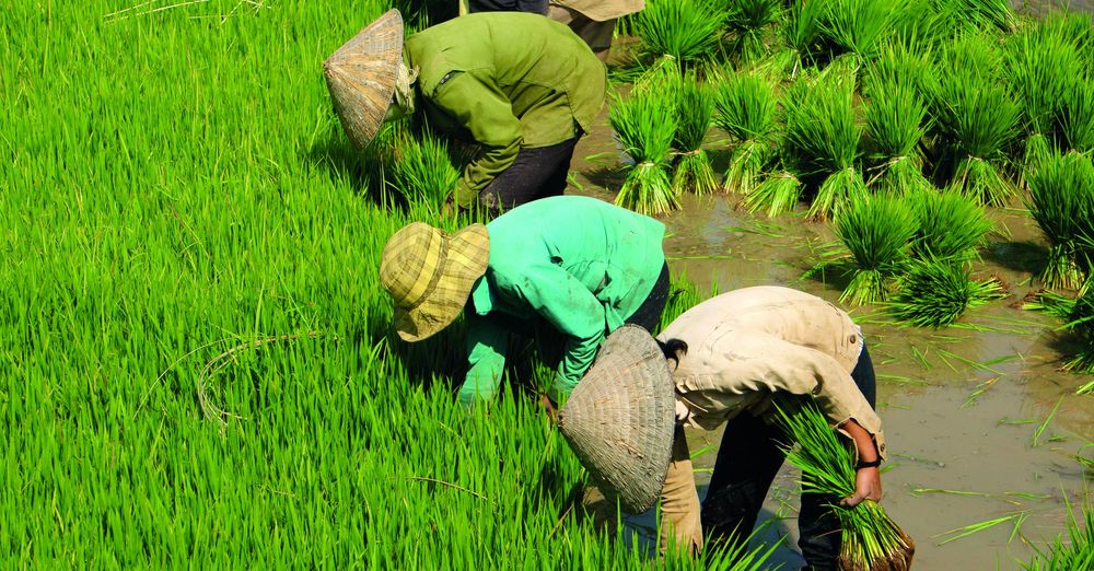 People working in a rice field