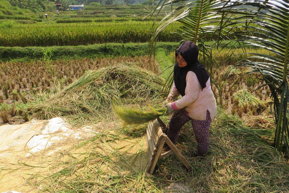 Indonesian Rice Farmer