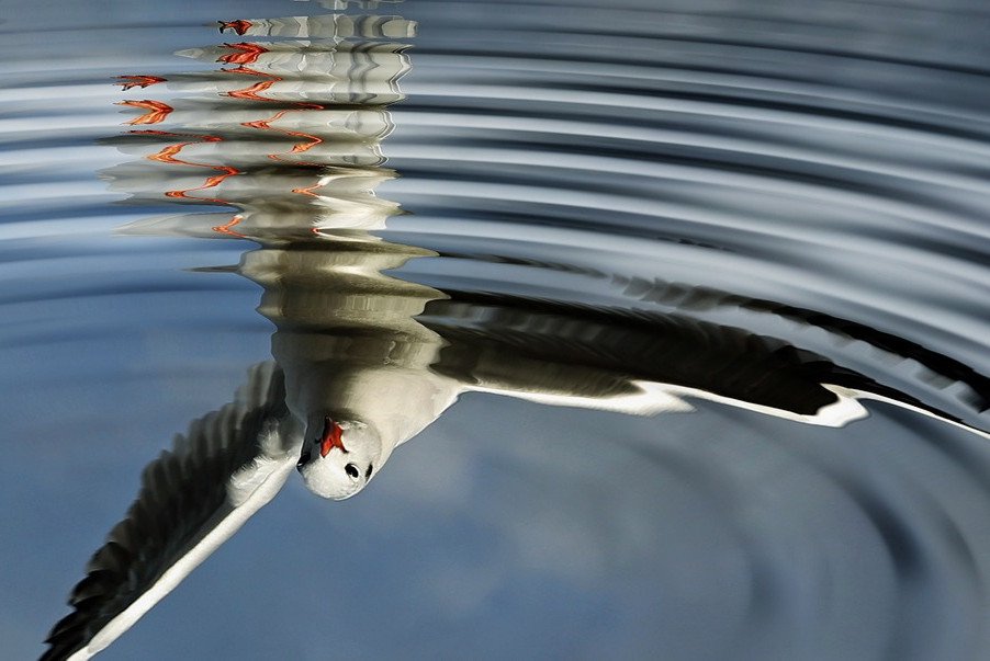 Bild: Vogel spiegelt sich in Pf&uuml;tze