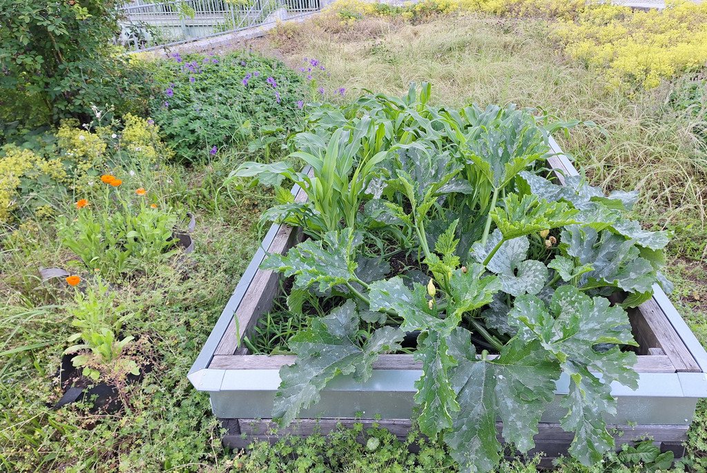  Gartenentwicklung Beet im Milpa Projekt 