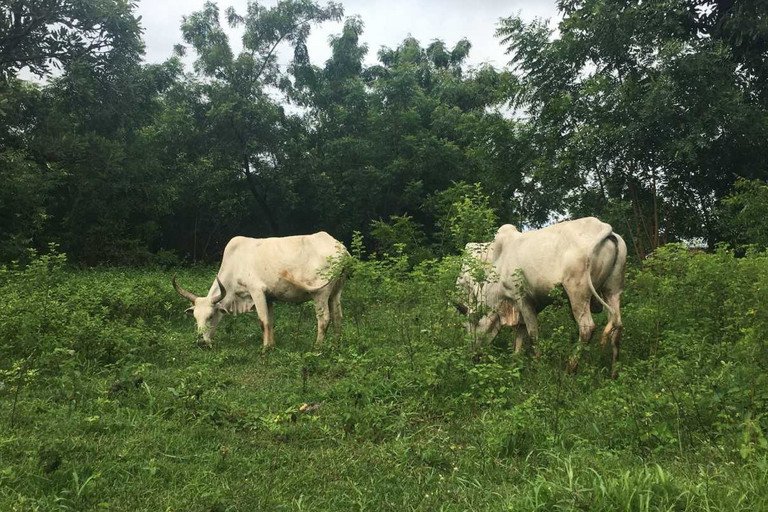 Decorative image of the tile 'Socio-ecological Systems'