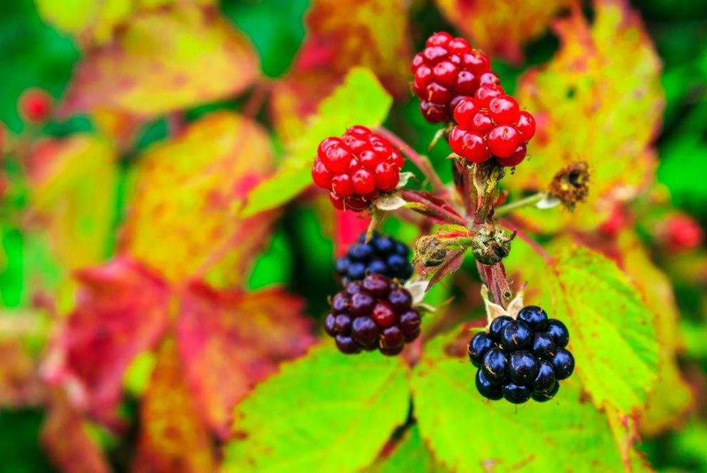 Wild blackberries