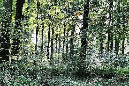Bild eines dichten Walds