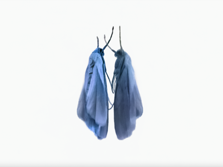 "In the mirror blue“, von Patrizia Fenzl. Foto: Fenzl