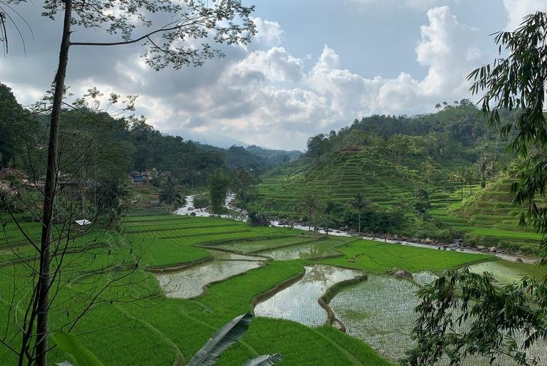 Reisterassen in Tasikmalaya. Bild: Dr. Nathalie Luck