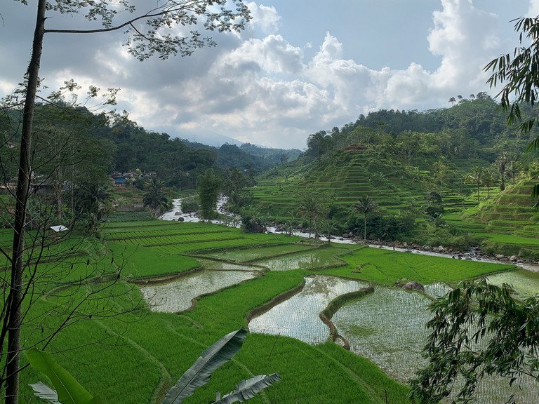 Reisterassen in Tasikmalaya. Bild: Dr. Nathalie Luck