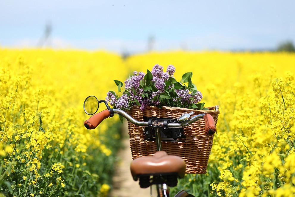 bike with basket with flowers against rapeseed field