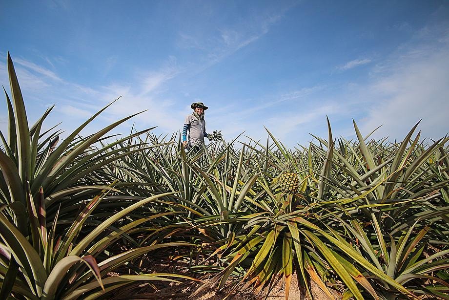 Farmer in pineapple farm Vom fossilen zum biobasierten Zeitalter: BMBF-Nachwuchsforschungsgruppe erforscht sozialen Wandel durch Bioökonomie