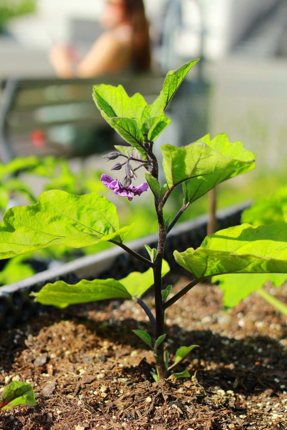 Aubergine plant in bloom