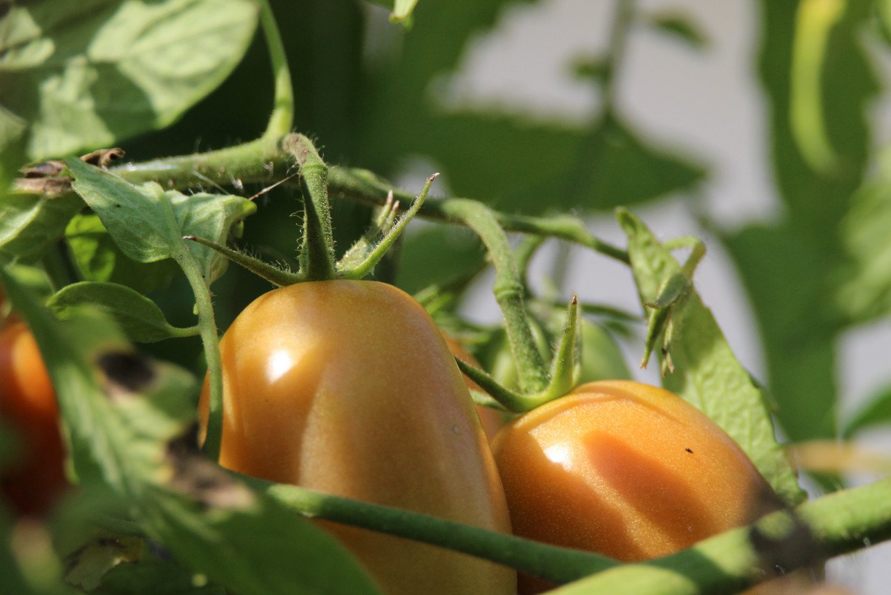 Tomaten h&auml;ngend an der Pflanze 
