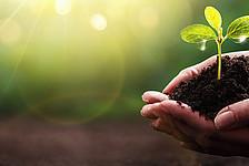 Baum in Hand gepflanzt