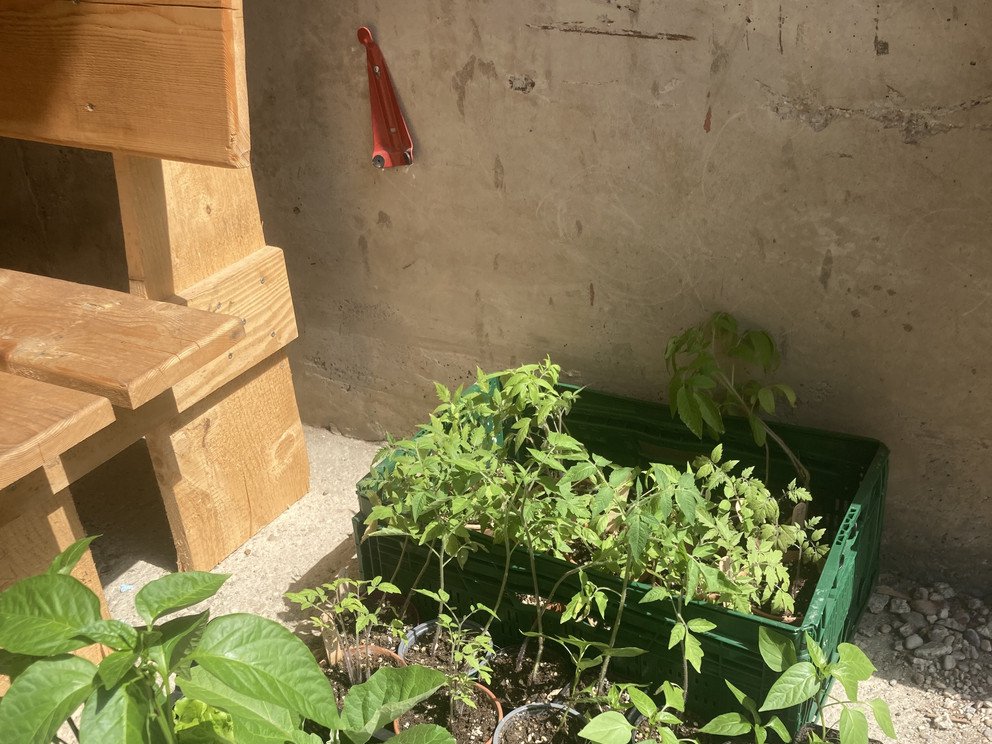 Setzlinge im Fr&uuml;hjahr