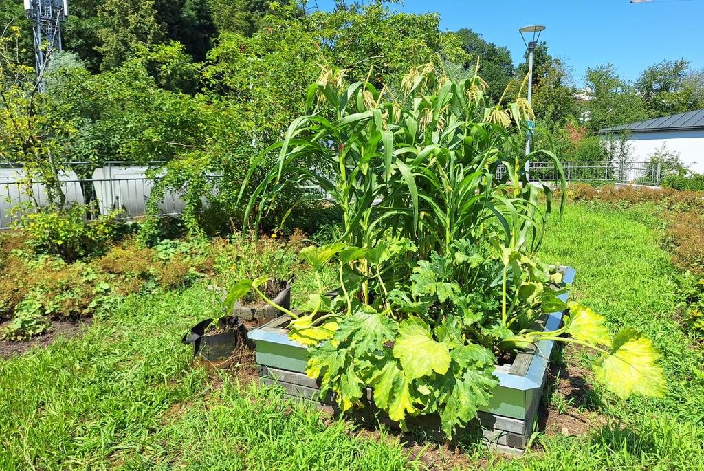 Pflanzenbeet Milpa-Kultur