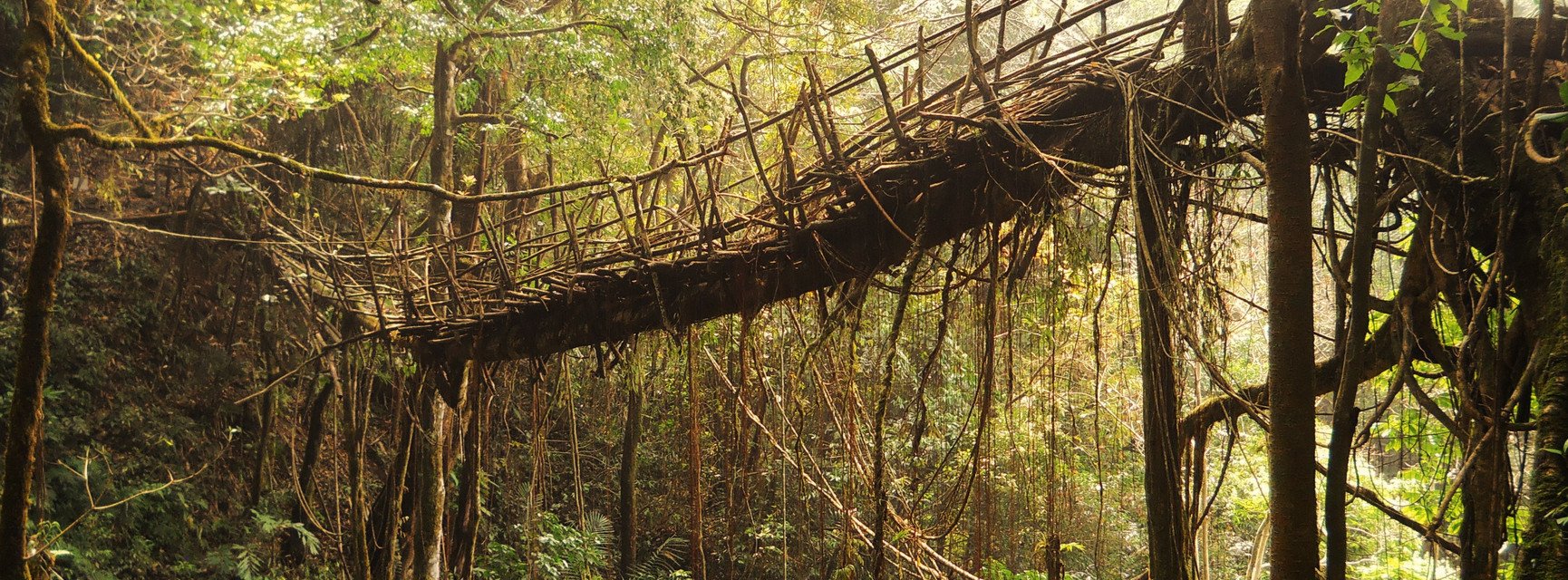 Rangthylliang 50+ meter living root bridge; Photo: https://commons.wikimedia.org/wiki/File:1_Rangthylliang_1.JPG