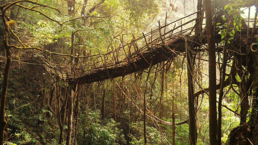 Rangthylliang 50+ meter living root bridge; Photo: https://commons.wikimedia.org/wiki/File:1_Rangthylliang_1.JPG