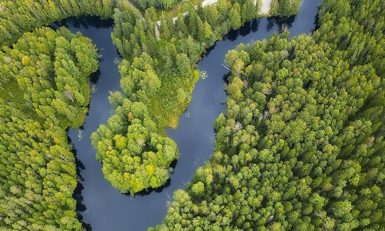 Aerial view river in a forest