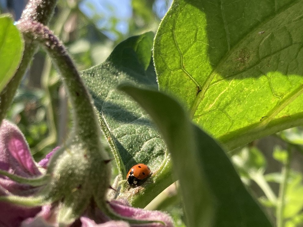 Auberginenbl&uuml;te mit Marienk&auml;fer