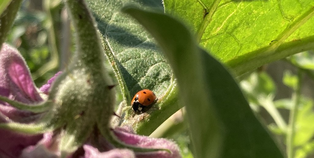 Auberginenbl&uuml;te mir Marienk&auml;fer