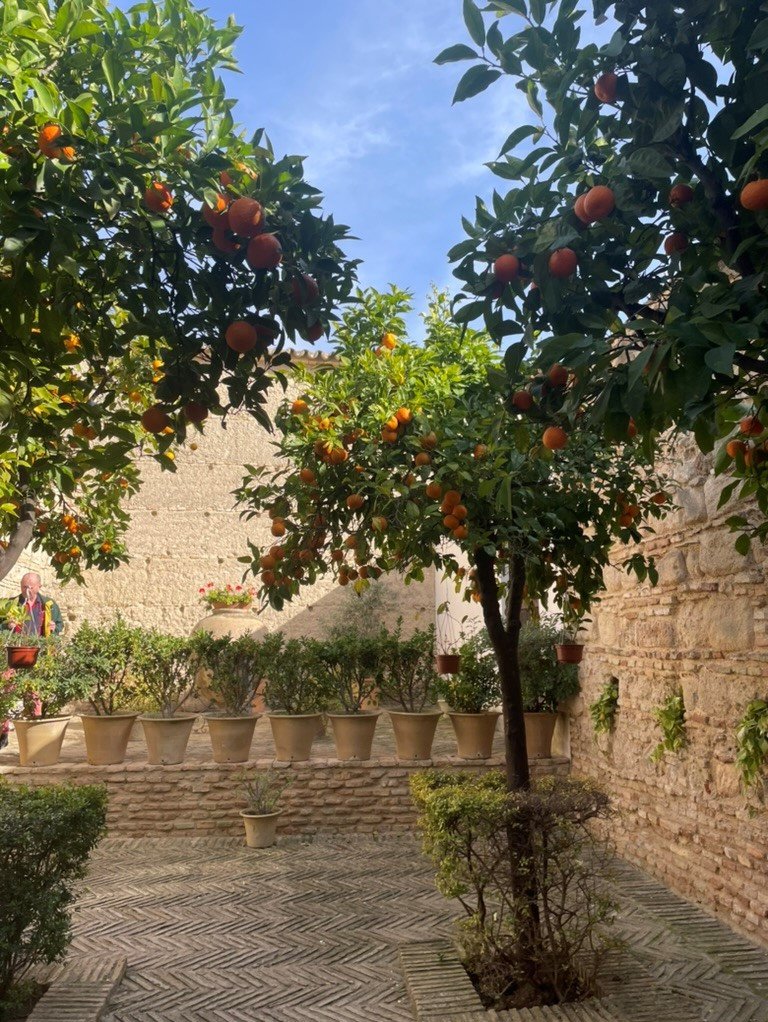 Das Bild zeigt einen Garten mit Orangenb&auml;umen