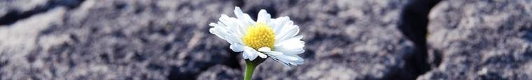 Eine weiße Blume durchbricht trockene gebrochene Erdschicht